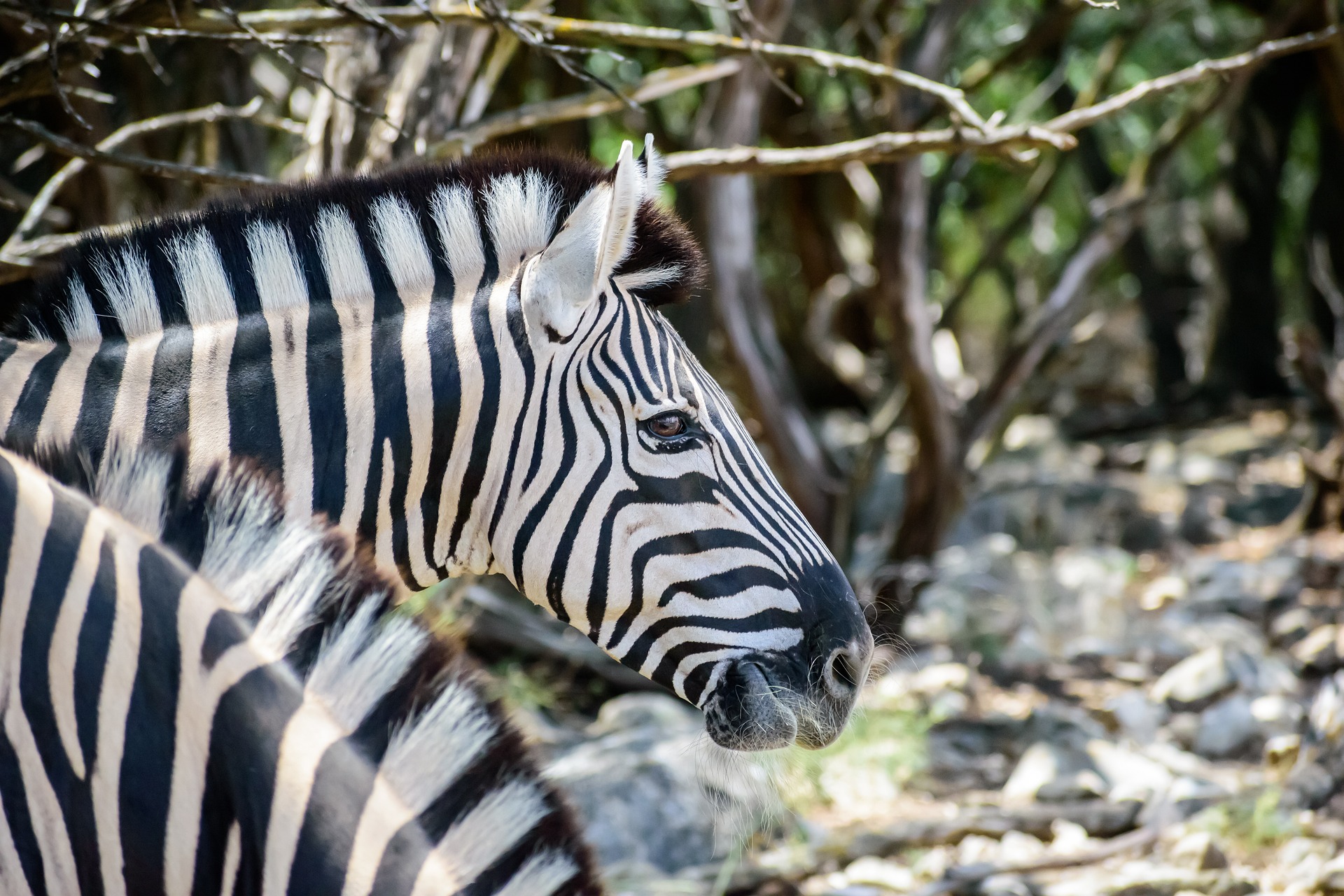 zebra-5522697_1920