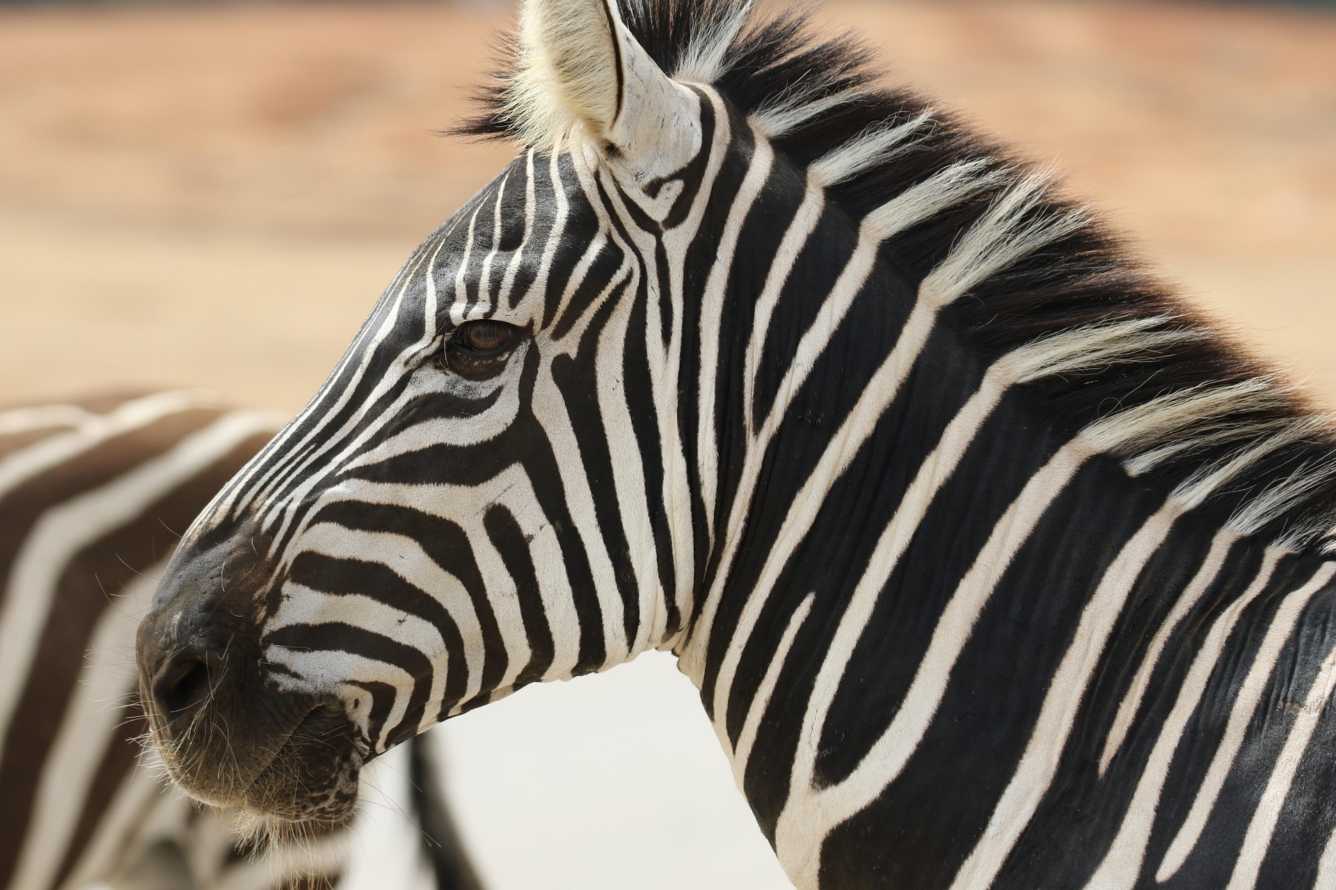 zebra-7203335_1920 (1)